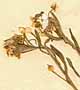 Clypeola jonthlaspi L., inflorescens x8
