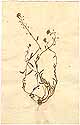 Clypeola jonthlaspi L., framsida