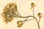 Clypeola jonthlaspi L., blomställning x8
