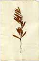 Cneorum tricoccon L., framsida
