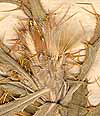Cnicus acarna L., inflorescens
