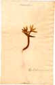 Colchicum montanum L., framsida