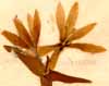 Colchicum montanum L., närbild x4