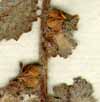 Coldenia procumbens L., närbild x8