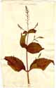Collinsonia canadensis L., framsida