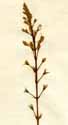 Collinsonia canadensis L., blomställning x3