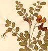 Colutea arborescens L., närbild, framsida x3