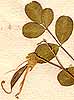 Colutea arborescens L., frukter x8