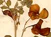 Colutea arborescens L., blommor x8
