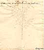 Colutea arborescens L., baksida
