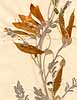 Colutea frutescens L., närbild, framsida