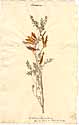 Colutea frutescens L., framsida