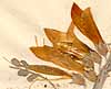 Colutea frutescens L., blomställning x8