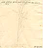 Colutea frutescens L., baksida