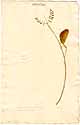 Colutea frutescens L., framsida