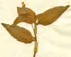 Commelina benghalensis L., närbild x3