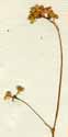 Commelina nudiflora L., blomställning x3