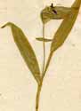 Commelina tuberosa L., närbild x3