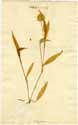 Commelina tuberosa L., framsida