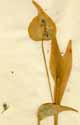Commelina tuberosa L., närbild x3