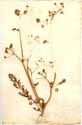 Conium africanum L., framsida
