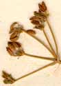 Conium africanum L., blomställning x8