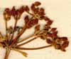 Conium rigens L., inflorescens x8