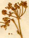 Conium rigens L., blomställning x8