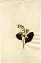 Conocarpus racemosa L., framsida