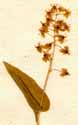 Convallaria bifolia L., blomställning x8