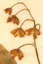 Convallaria majalis L., blomställning x6