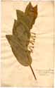 Convallaria multiflora L., front