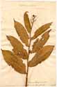 Convallaria racemosa L., framsida