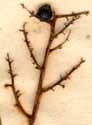 Convallaria racemosa L., närbild x6
