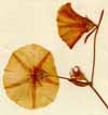 Convolvulus cantabrica L., blommor x4