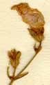 Convolvulus cantabrica L., blommor x6