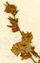 Convolvulus pluricaulis Choisy, blomställning x6