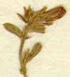 Convolvulus pluricaulis Choisy, blomställning x8