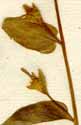 Convolvulus siculus L., buds x6