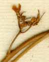 Convolvulus verticillatus L., blomställning x8