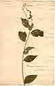 Conyza arborescens L., framsida