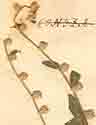 Conyza arborescens L., blomställning x8