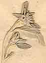 Conyza candida L., inflorescens x8