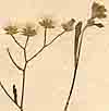Conyza cinerea L., blomställning x8