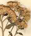 Conyza squarrosa L., inflorescens x8