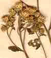 Conyza squarrosa L., inflorescens x7