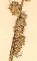 Conyza virgata L., inflorescens x7