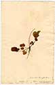 Coptis trifolia Salisb., framsida