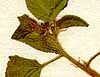 Corchorus aestuans L., inflorescens x8