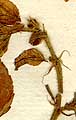 Corchorus aestuans L., inflorescens x8